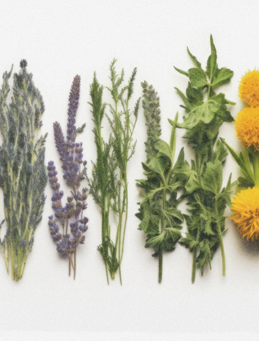 Top 10 Herbs to Boost Your Immune System and How to Use Them