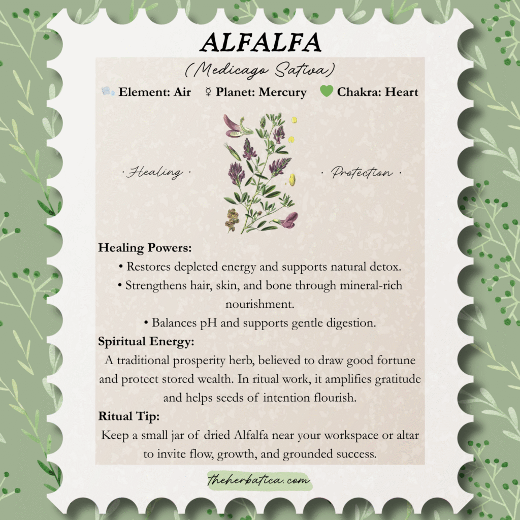 alfalfa medical sativa properties benefits healing
