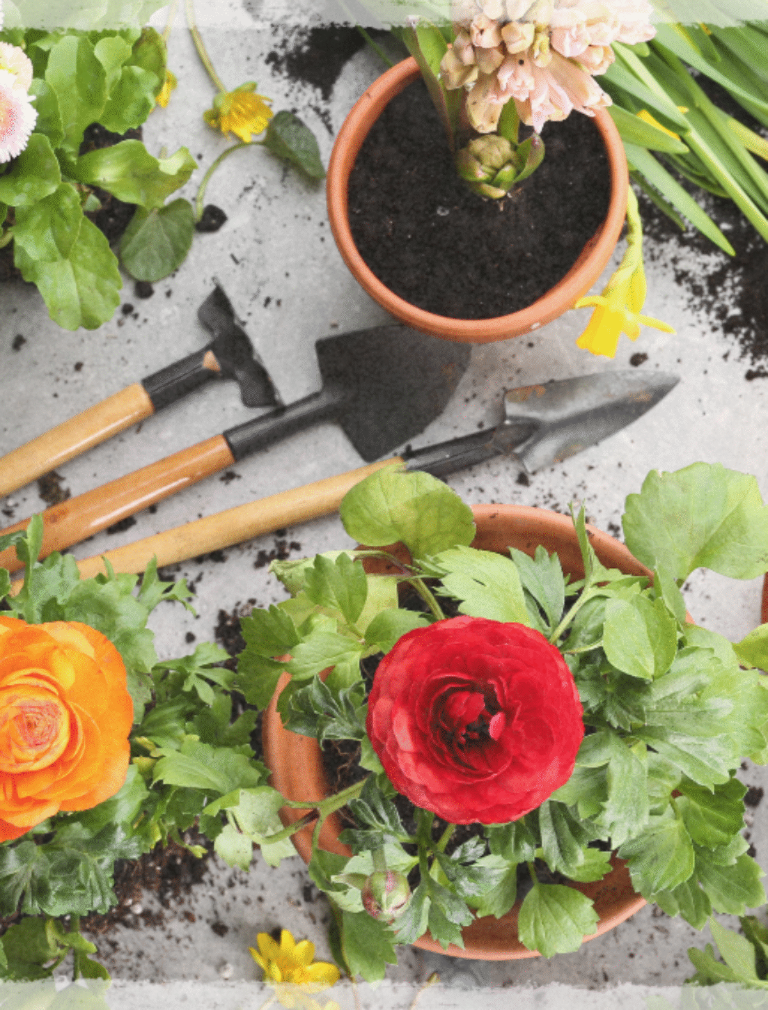 Home Garden Ideas: Transform Your Space into a Cozy, Lush Sanctuary 🌿🏡