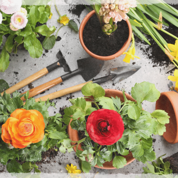 Home Garden Ideas: Transform Your Space into a Cozy, Lush Sanctuary 🌿🏡