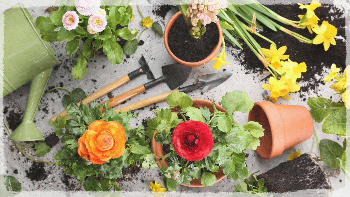 You are currently viewing Home Garden Ideas: Transform Your Space into a Cozy, Lush Sanctuary 🌿🏡