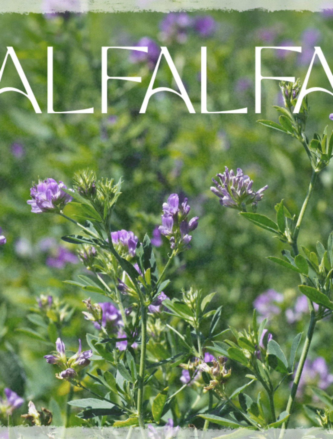 🌿 Alfalfa (Medicago Sativa)