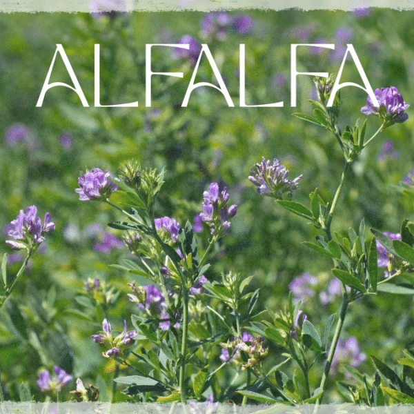 🌿 Alfalfa (Medicago Sativa)
