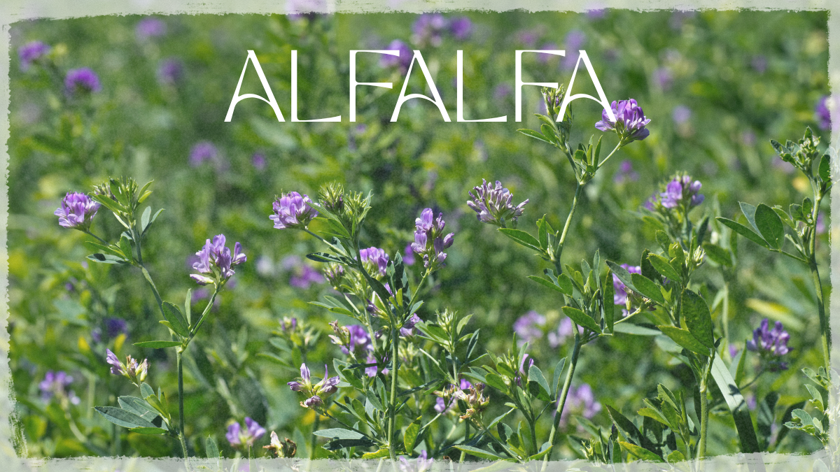 You are currently viewing 🌿 Alfalfa (Medicago Sativa)